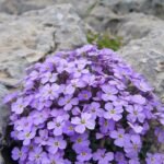 Paarse steenbreek bloemen in kleigrond, winterhard, halfschaduw tot schaduw.