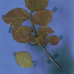 Dieppaarse en groene bladeren van de Ulmus minor 'Purpurascens' boom in tuinsetting.