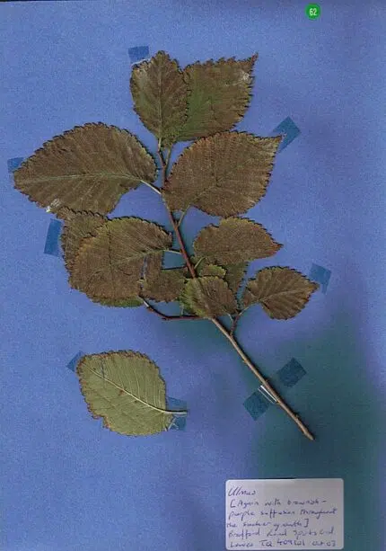 Dieppaarse en groene bladeren van de Ulmus minor 'Purpurascens' boom in tuinsetting.