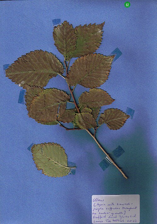 Dieppaarse en groene bladeren van de Ulmus minor 'Purpurascens' boom in tuinsetting.