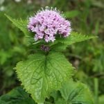 Valeriana pyrenaica plant met delicate roze bloemen en groen gebladerte in natuurlijke buitenomgeving.