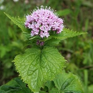 Valeriana pyrenaica plant met delicate roze bloemen en groen gebladerte in natuurlijke buitenomgeving.