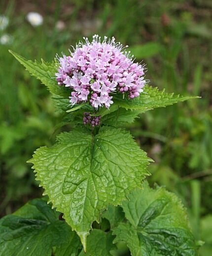 Valeriana pyrenaica plant met delicate roze bloemen en groen gebladerte in natuurlijke buitenomgeving.