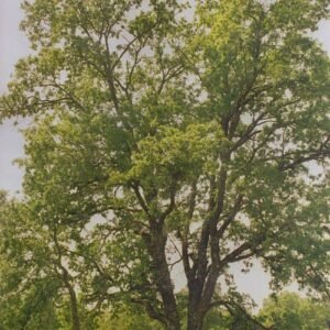 Portugese eik boom met groen blad en zonlicht filtering door takken.