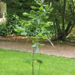 Quercus frainetto boom met groene bladeren en schors.