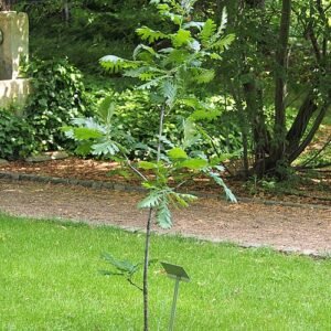 Quercus frainetto boom met groene bladeren en schors.
