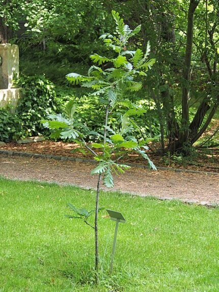 Quercus frainetto boom met groene bladeren en schors.