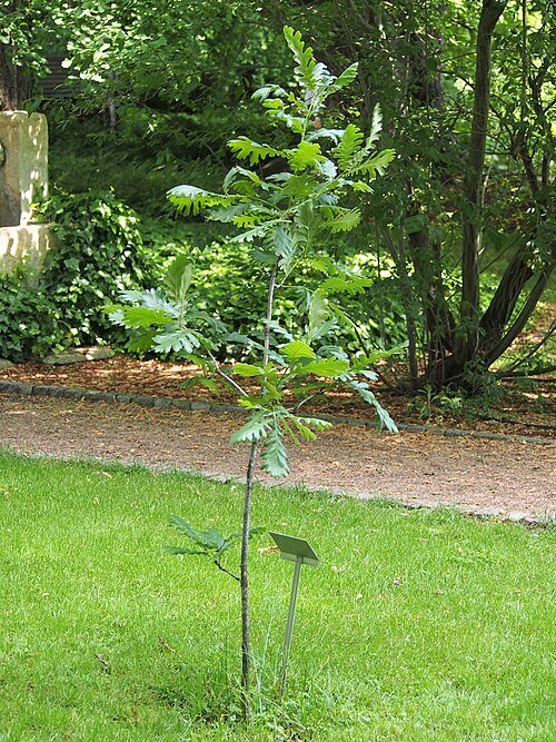 Quercus frainetto boom met groene bladeren en schors.