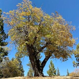 Quercus kelloggii boomstam met groene bladeren en bruine schors.