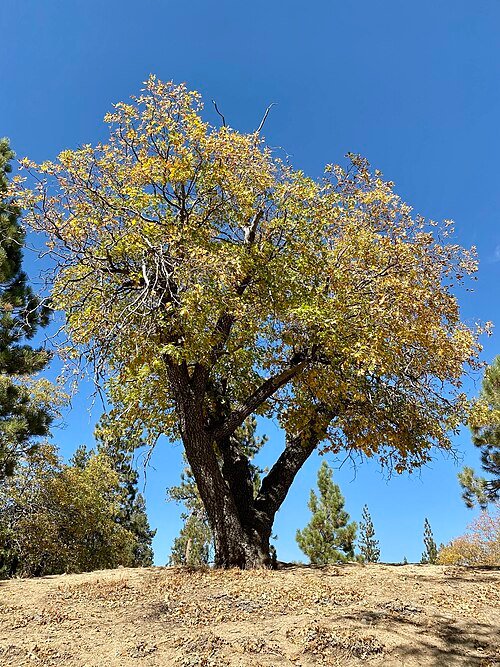 Quercus kelloggii boomstam met groene bladeren en bruine schors.