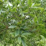 Quercus libani boom met groene bladeren en schors.