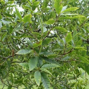 Quercus libani boom met groene bladeren en schors.
