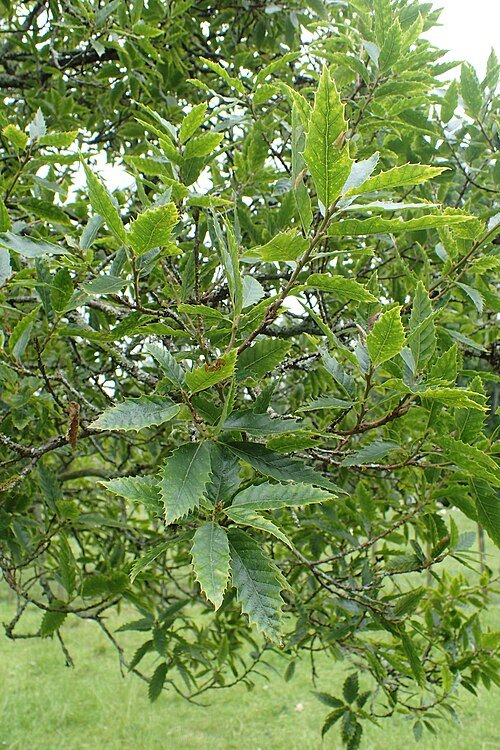 Quercus libani boom met groene bladeren en schors.