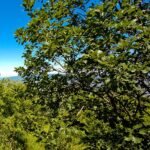 Perzische eik boom in Tbilisi parklands, groene bladeren en schors.