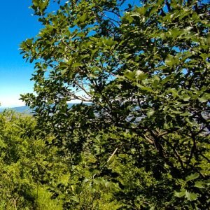 Perzische eik boom in Tbilisi parklands, groene bladeren en schors.