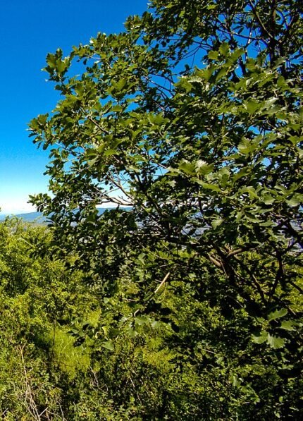 Perzische eik boom in Tbilisi parklands, groene bladeren en schors.
