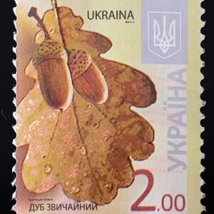 Zomereik boomstam in schaduwrijke omgeving.