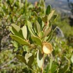 Quercus vacciniifolia boom met groene bladeren in natuurlijke omgeving.