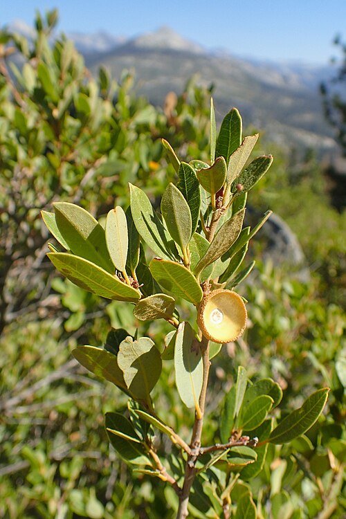 Quercus vacciniifolia boom met groene bladeren in natuurlijke omgeving.