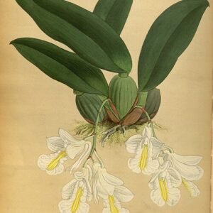 White blooming Rodriguezia candida orchid depicted in botanical artwork from 1882.