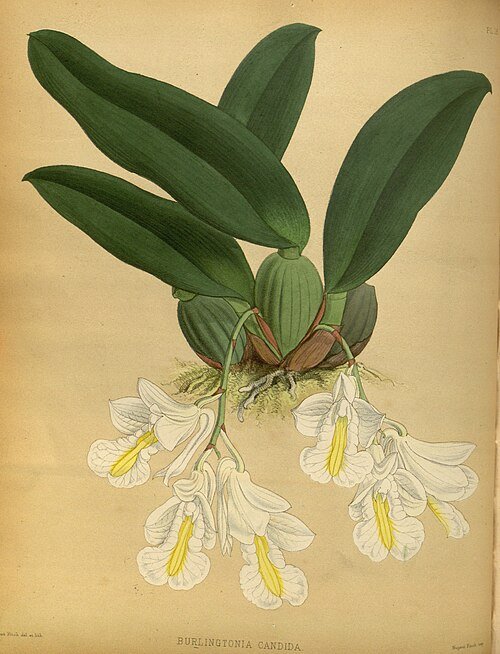 White blooming Rodriguezia candida orchid depicted in botanical artwork from 1882.
