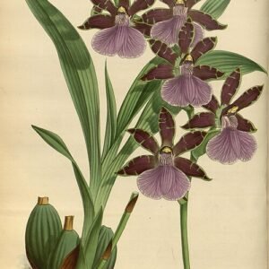 Bloeiende Zygopetalum Orchidee uit het Orchid Album van R. Warner en B.S. Williams.