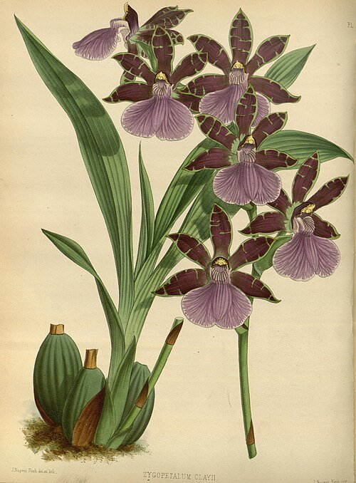 Bloeiende Zygopetalum Orchidee uit het Orchid Album van R. Warner en B.S. Williams.