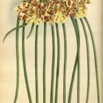 Purple and green Scuticaria steelei orchid on vintage botanical illustration from 1883.