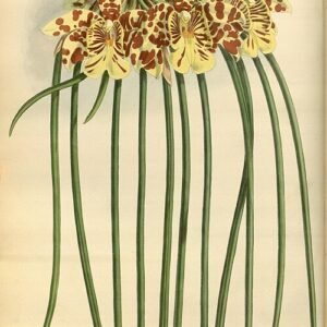 Purple and green Scuticaria steelei orchid on vintage botanical illustration from 1883.