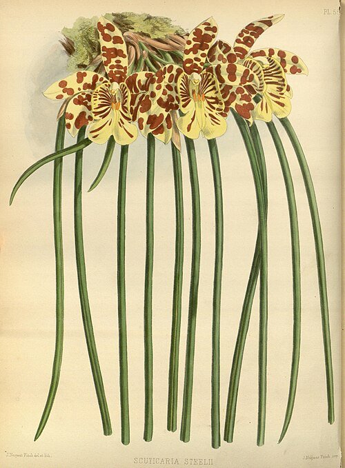 Purple and green Scuticaria steelei orchid on vintage botanical illustration from 1883.