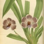 Illustratie van Zygopetalinae orchidee uit The Orchid Album - volume 02 - plate 057, 1883.