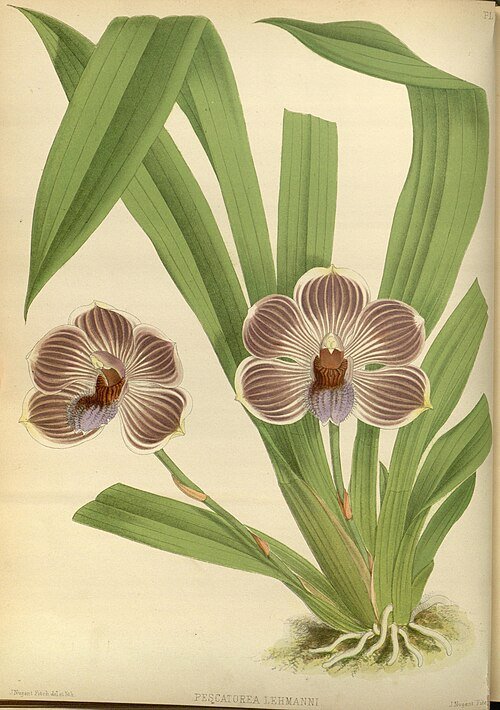 Illustratie van Zygopetalinae orchidee uit The Orchid Album - volume 02 - plate 057, 1883.