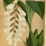 Illustratie van een orchidee uit een 19e-eeuws botanisch album.