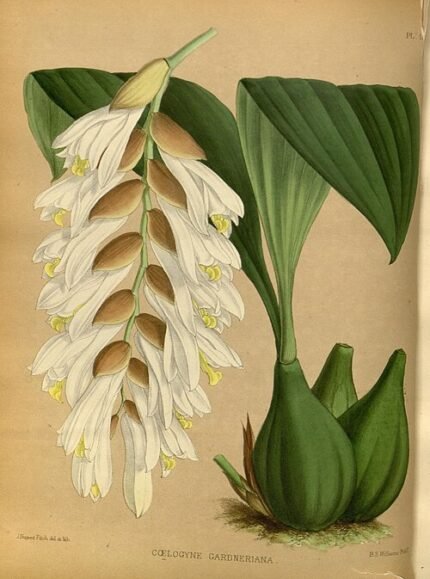 Illustratie van een orchidee uit een 19e-eeuws botanisch album.