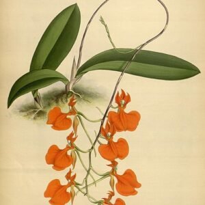Vintage illustratie van Comparettia speciosa orchidee uit 1886.