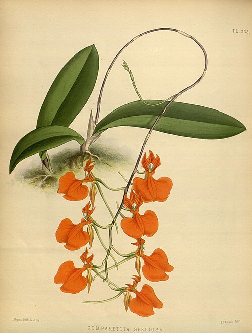 Vintage illustratie van Comparettia speciosa orchidee uit 1886.