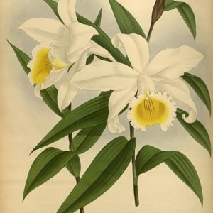 Yellow Sobralia leucoxantha orchid with white flower and green leaves.