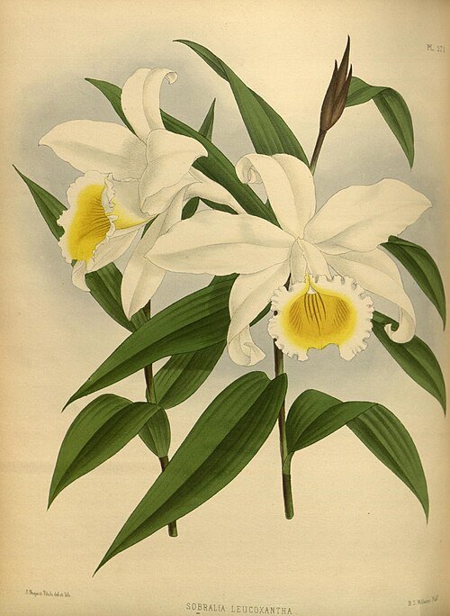 Yellow Sobralia leucoxantha orchid with white flower and green leaves.