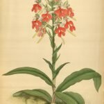 Habenaria rhodocheila orchidee bloem op botanische illustratie uit 1887.