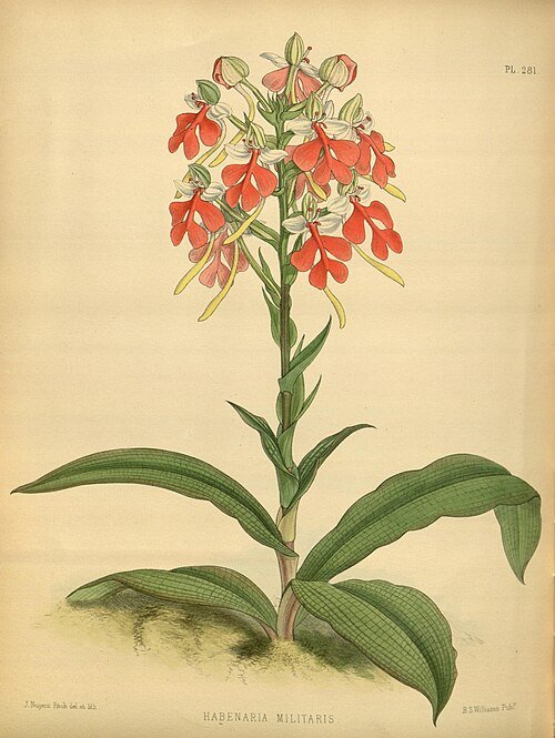 Habenaria rhodocheila orchidee bloem op botanische illustratie uit 1887.