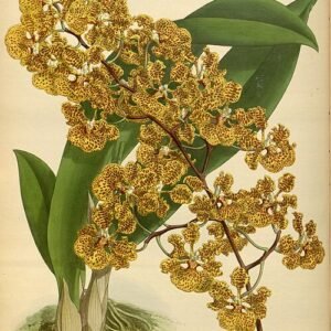 Tolumnia guttata orchidee op vintage botanische illustratie.