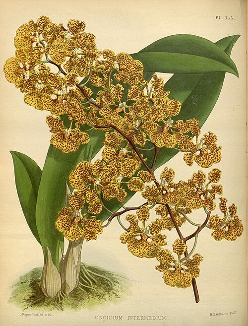 Tolumnia guttata orchidee op vintage botanische illustratie.