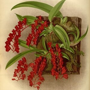 R. lanceolata orchidee met gele bloemen en groene bladeren in botanische illustratie.