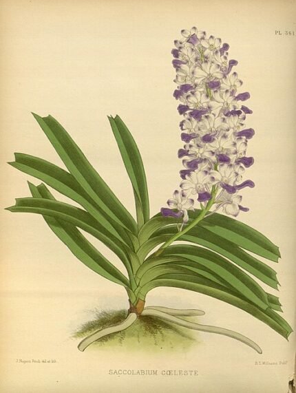 Rhynchostylis coelestis orchideebloem in wit en paars, The Orchid Album 1889.