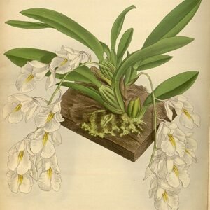 Purple and yellow Rodriguezia venusta orchid flower on vintage botanical illustration plate.