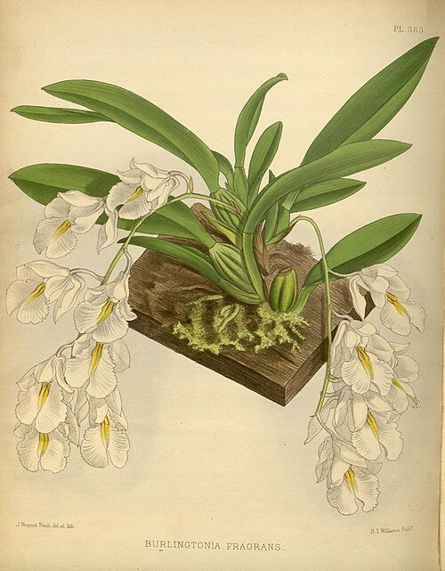 Purple and yellow Rodriguezia venusta orchid flower on vintage botanical illustration plate.