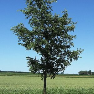 Close-up van Ulmus 'Homestead' boom met groen blad in tuinsetting.
