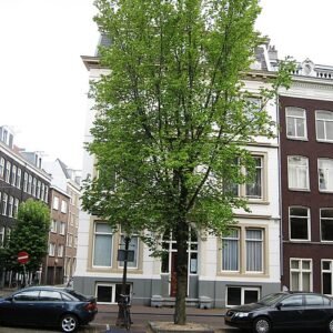 Elegante Ulmus ‘Amsterdam’ boom met weelderig groen blad.