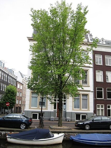 Elegante Ulmus ‘Amsterdam’ boom met weelderig groen blad.