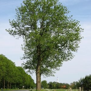 Jonge groene Ulmus ×hollandica ‘Commelin’ boom in zonnige zomertuin.